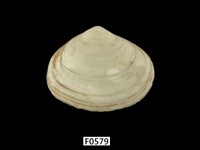 藏品(方形蹄蛤)的圖片